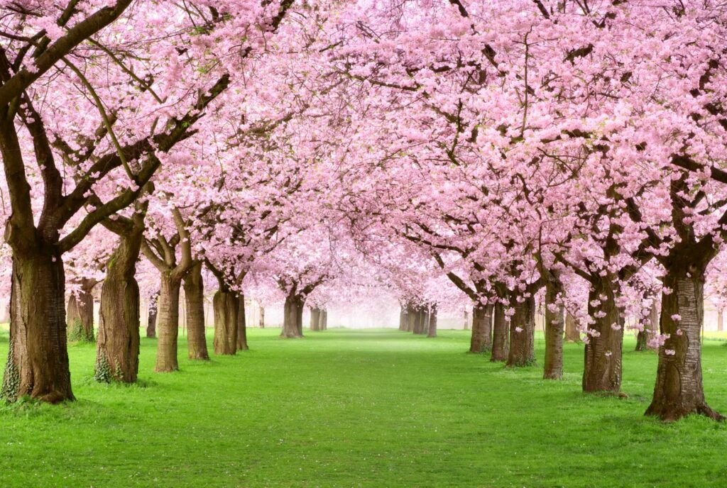 Les endroits préférés des Japonais pour voir des fleurs de cerisier
