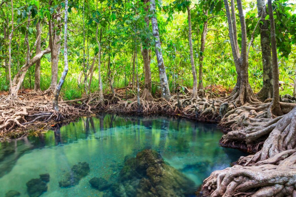 Forêt de mangroves, Krabi, Thaïlande