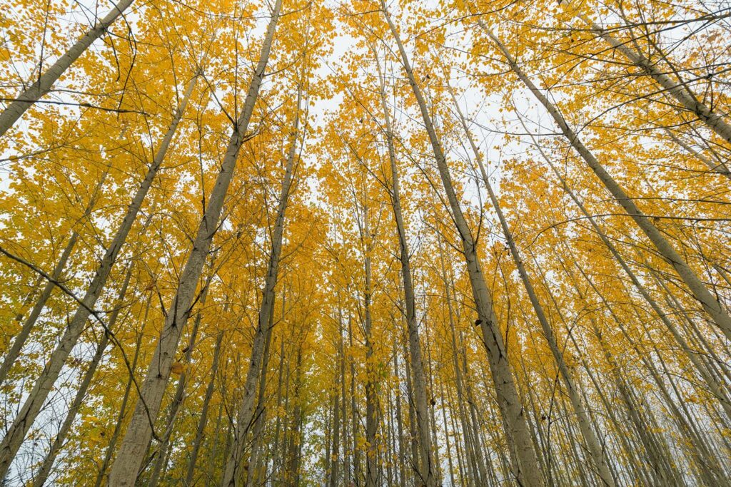 Forêt de peupliers, Oregon, États-Unis