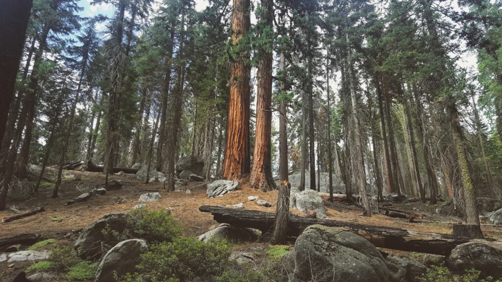 Parc national de Sequoia, Californie, États-Unis