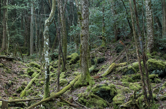 La forêt des suicides au Japon...