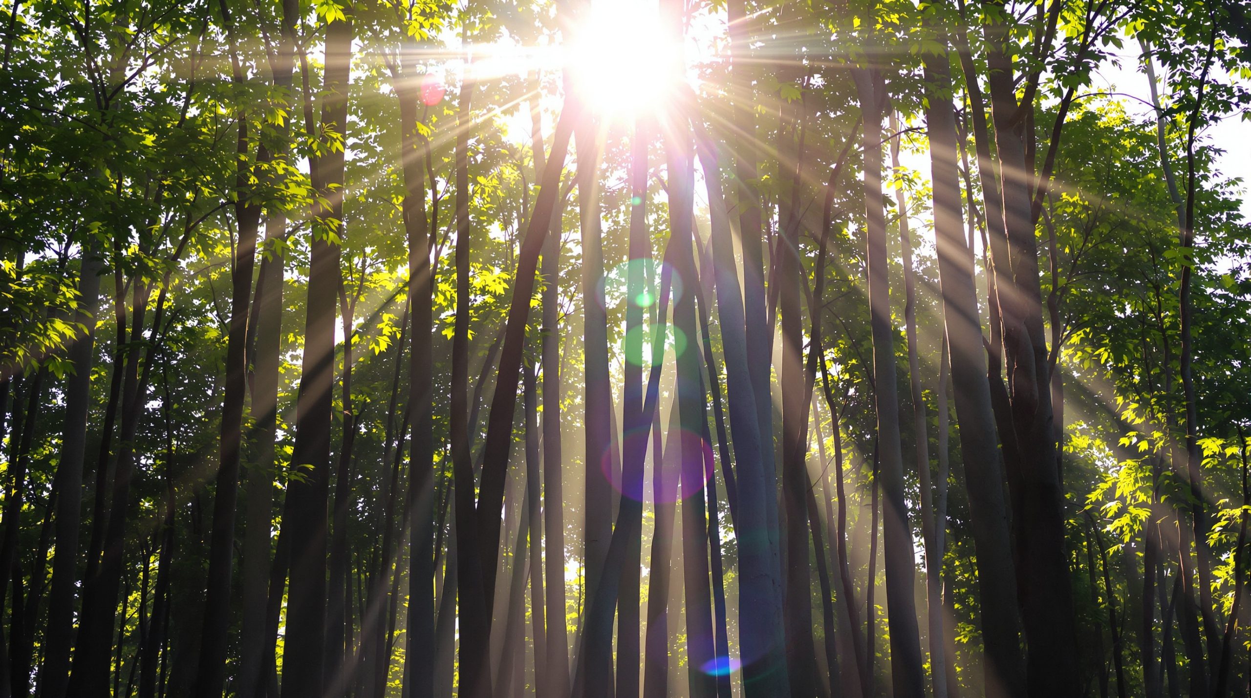forêt-bambous-japon