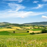 champs_thym_romarin_europe