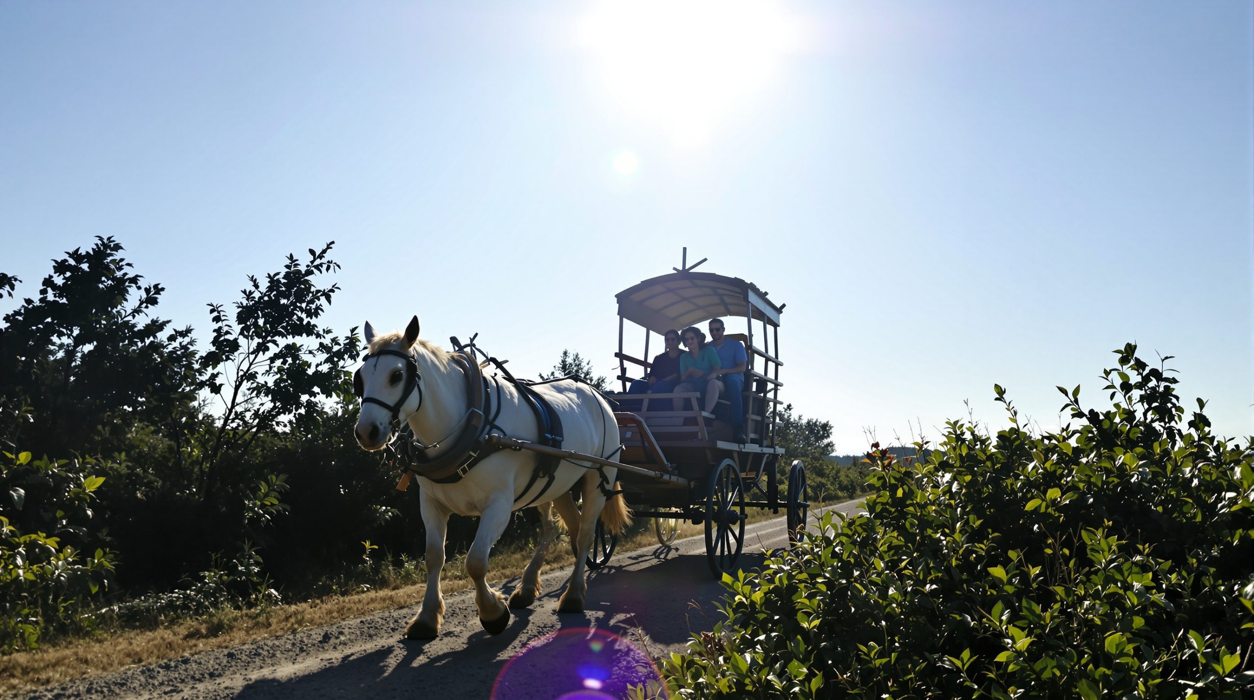 charrette_chevaux_sercq