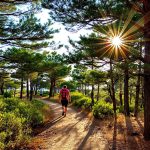 Pinede_Cap-Ferret_ensoleillee