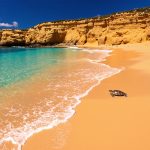 plage-tortue-bresil