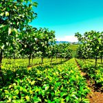 plantation_café_brésilienne