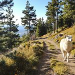 Sentier_de_lama_alpin