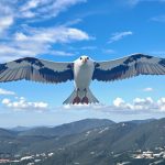 vautour_baronnies_provencales