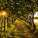 vignoble_bordelais_ensoleillé