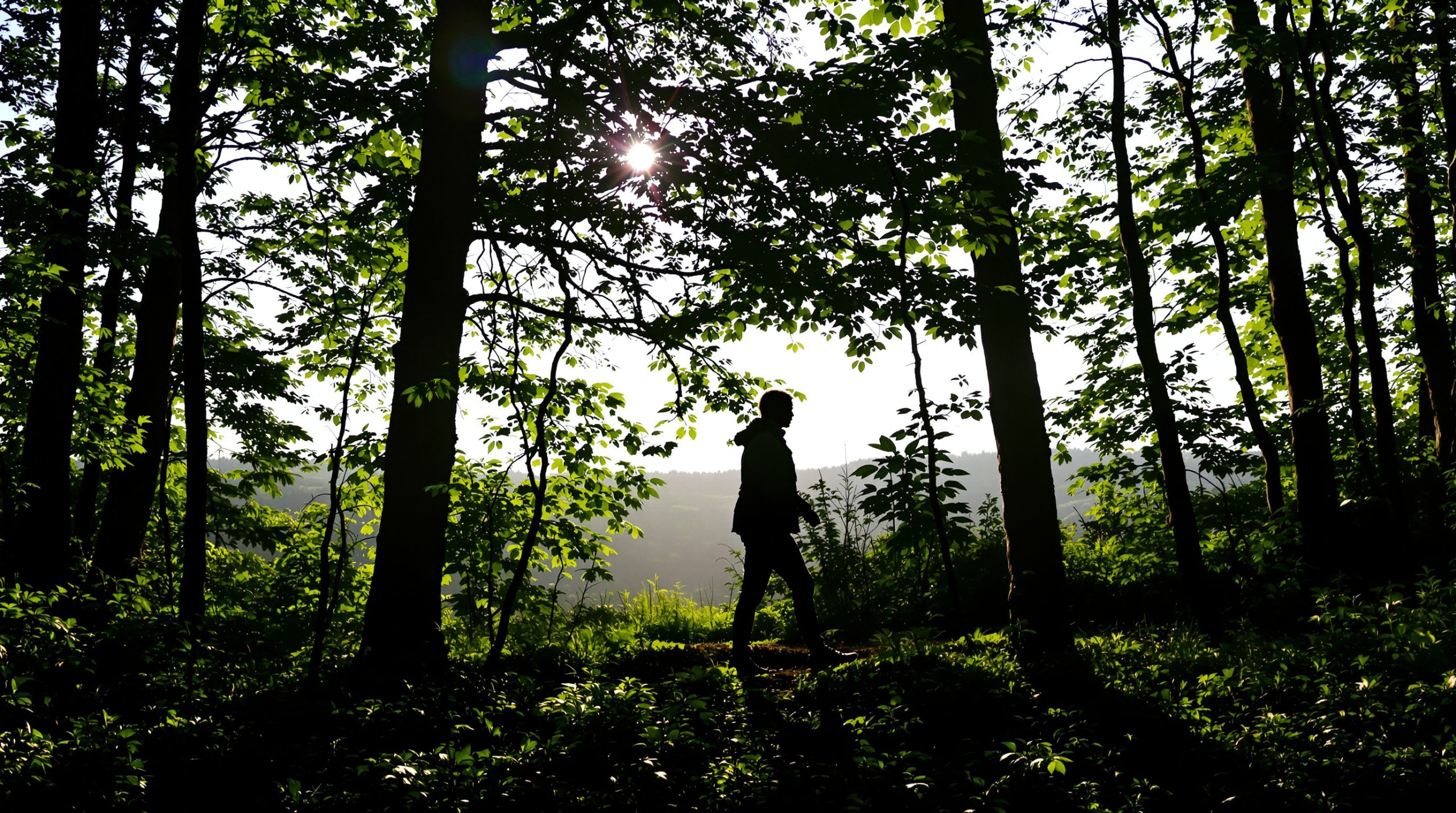 foret_vosges_promeneur