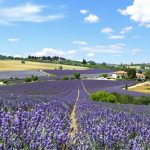 Lavande_Provence_Paysage
