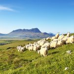 Moutons_Collines_Islande
