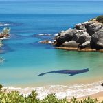 cachalot_plage_vegetation