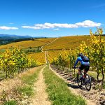 Cycliste dans les vignobles alsaciens
