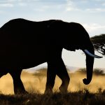 ElephantSavaneLumiere