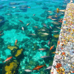 Epave_Reef_Renaissance_Maldives