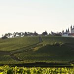 vignoble_paysage_matin